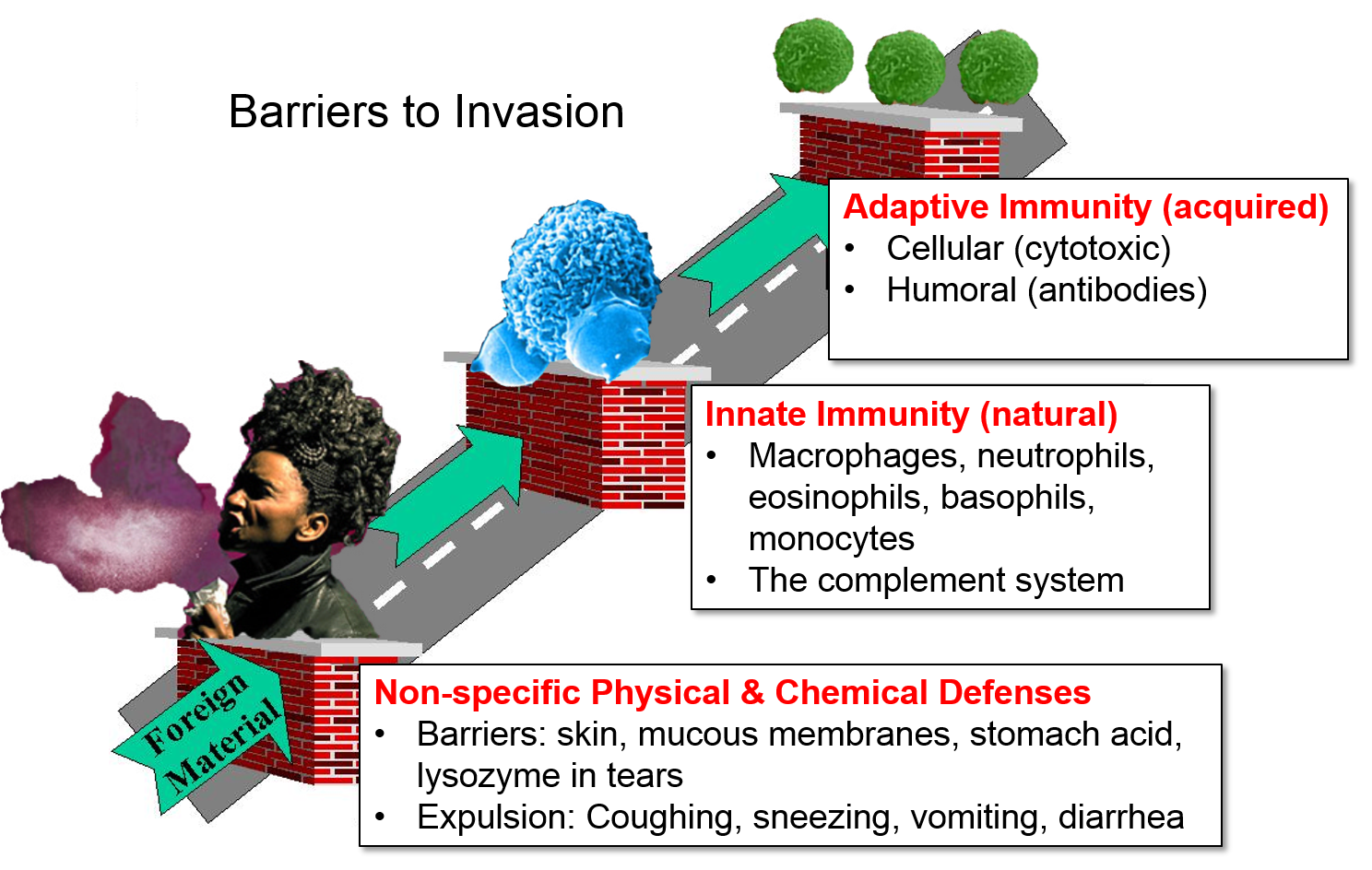 Immune system defense mechanisms
